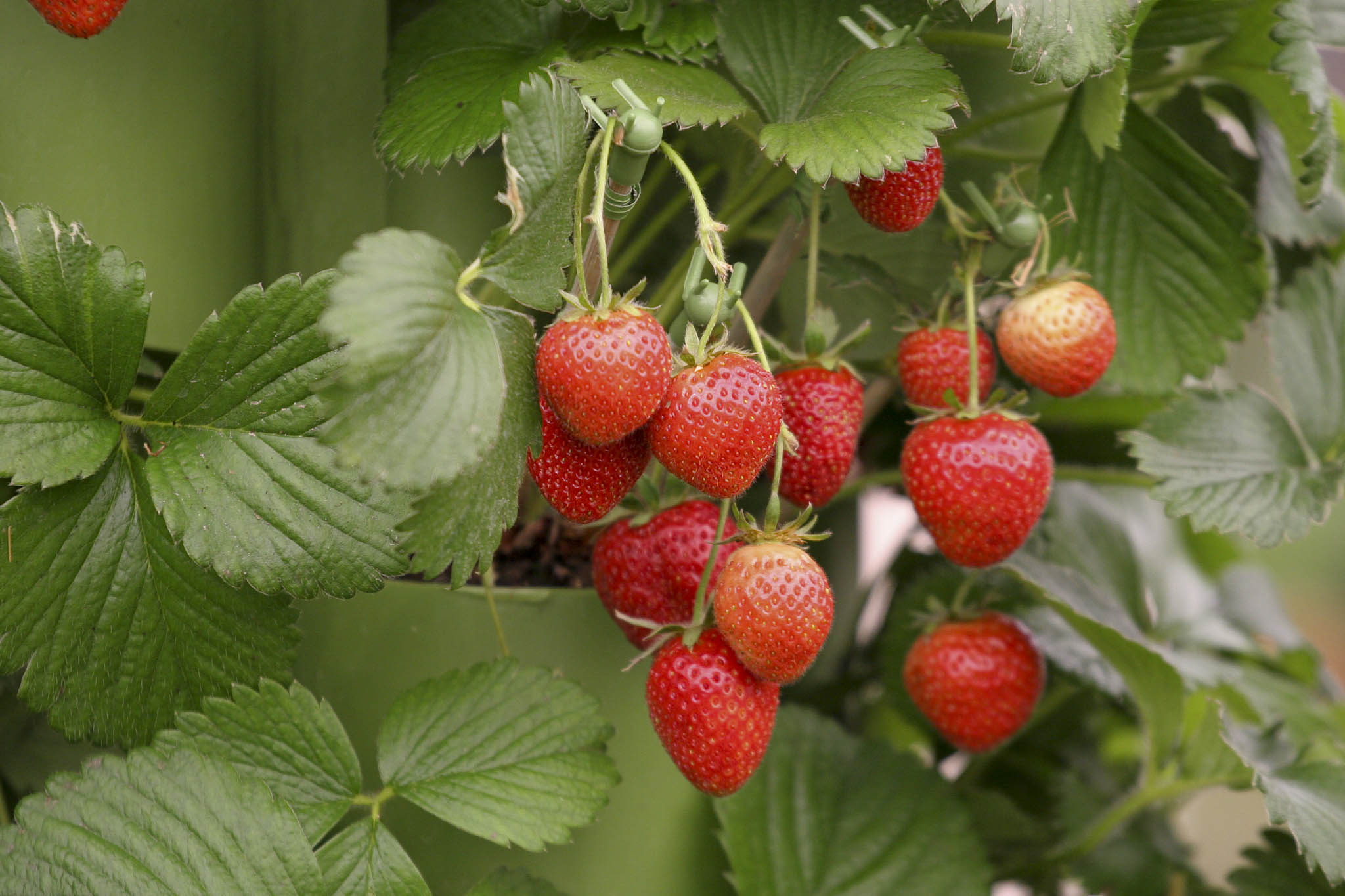 strawberries210