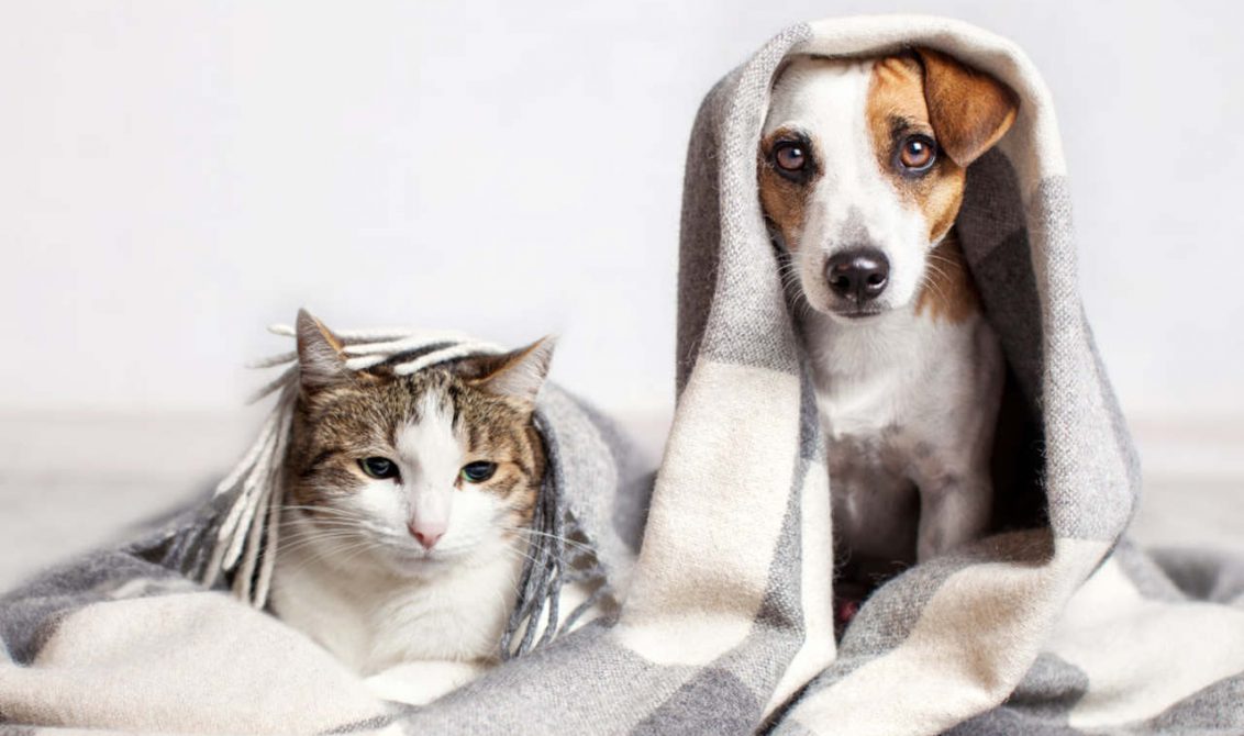 bir battaniyenin altındaki kedi ve köpek